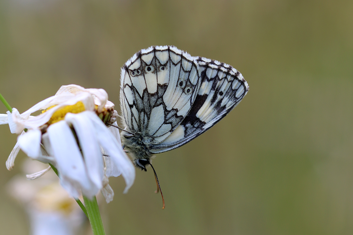 Marbled white butterfly, Gwent Levels